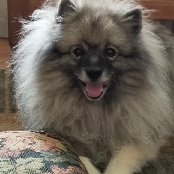 Meet your Posher, Liza - Picture 2 of 2